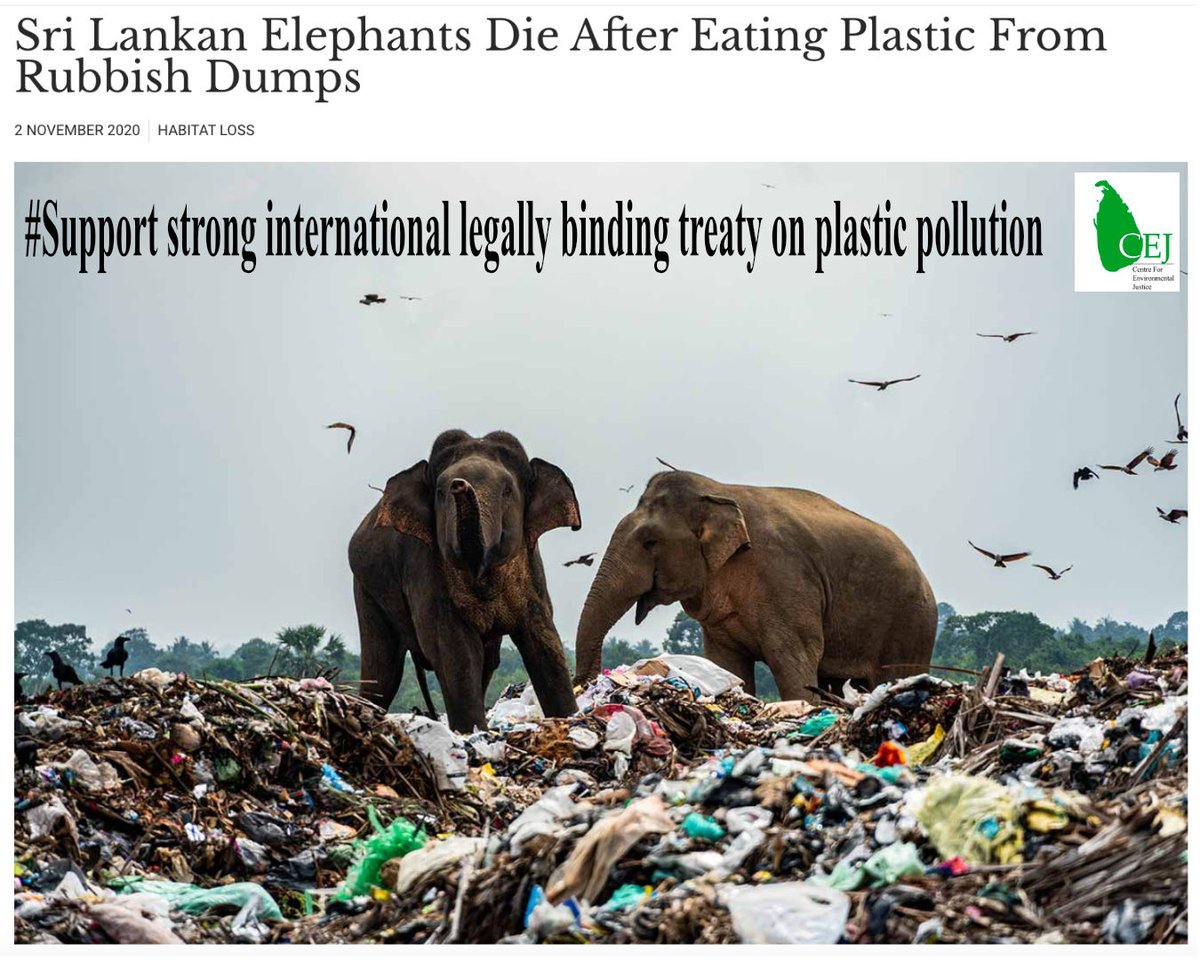 Plastic is deadly for Sri Lankan wild elephants. Ask you government to support strong legally binding #PlasticTreaty  in Paris #INC2 - <a href="/Hemanthawithana/">Hemantha Withanage</a> <a href="/FoEint/">Friends of the Earth International</a>