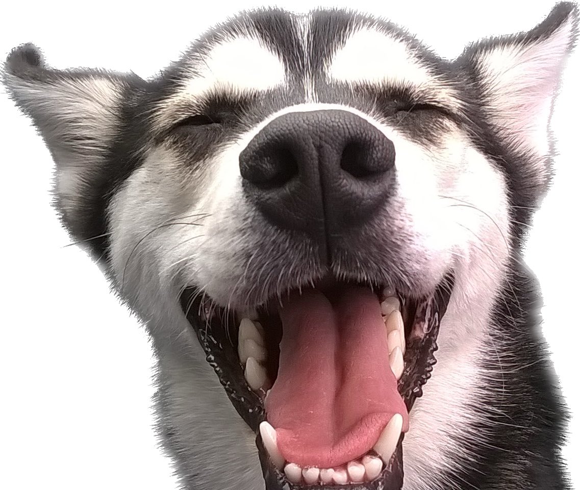 Kenji Yamaguchi tweet media