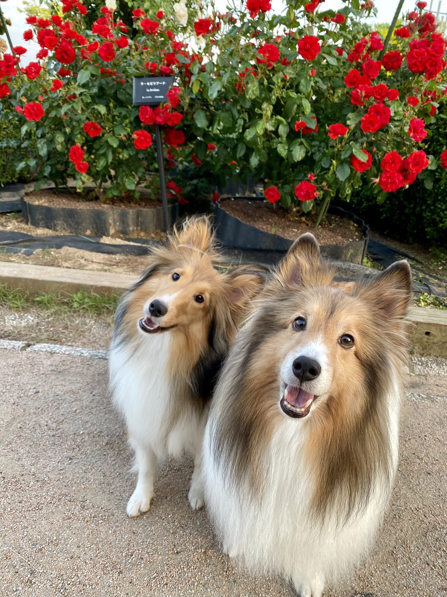 6／1
シェルティの日なんだって🐶🐶

#シェルティの日2023 
#多頭飼い
#愛犬
#薔薇🌹