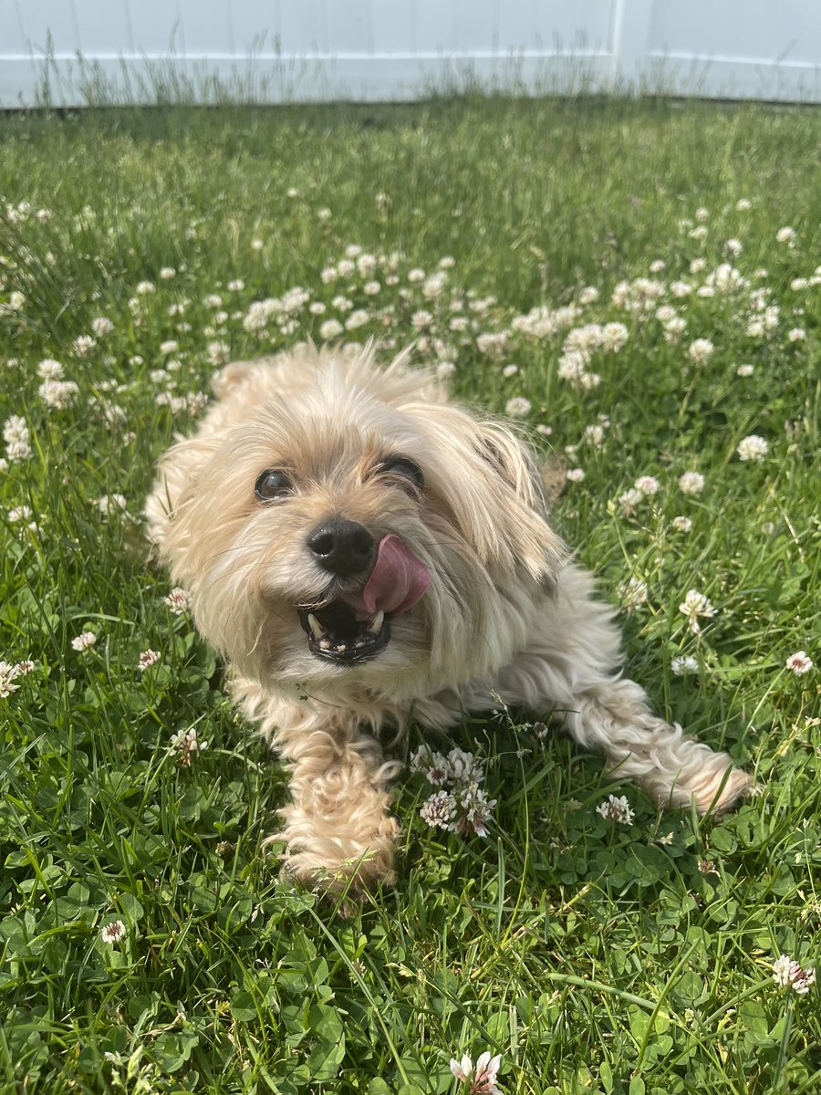 cairebear_'s tweet photo. Rufus is enjoying the yard we bought him!!! https://t.co/sS9cpboOJp