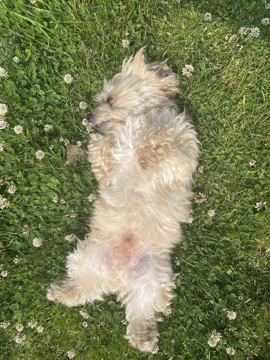cairebear_'s tweet photo. Rufus is enjoying the yard we bought him!!! https://t.co/sS9cpboOJp