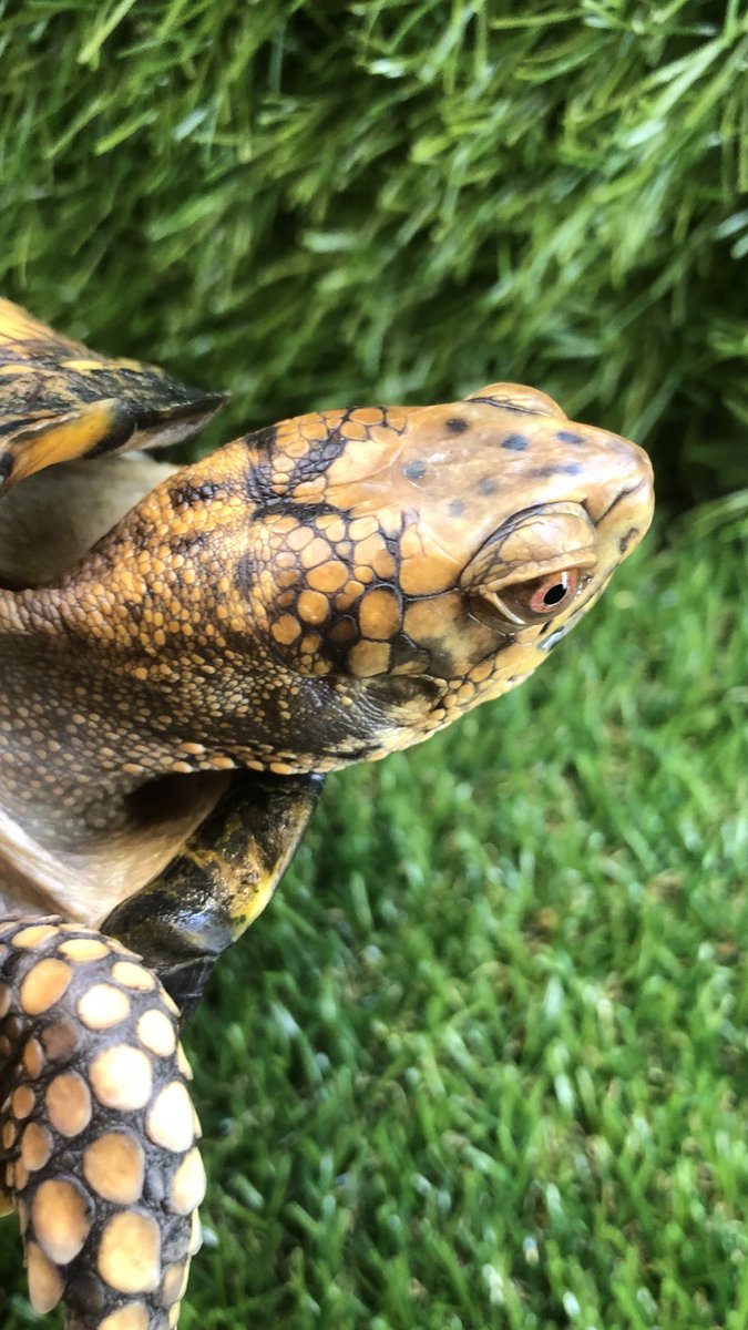 Land_mark_jp's tweet image. 逆サイドもGOLD✨
に見えるので良いね👍
#Terrapene carolina carolina