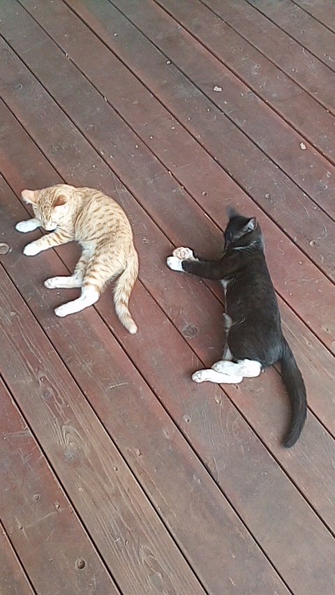 Aww they are so cute when they just lay down like that.