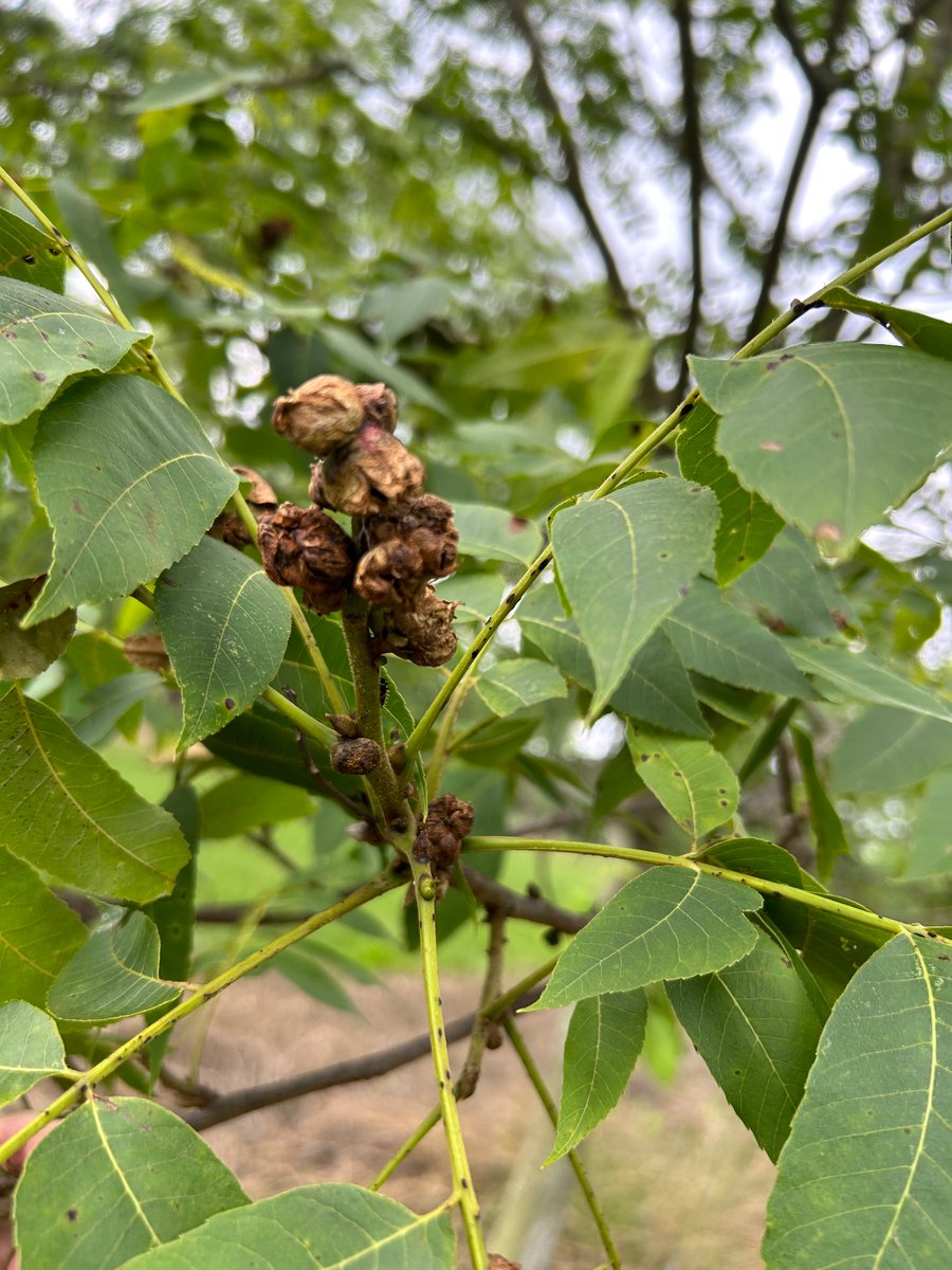 A bad case of stem phylloxera on pecan. This is caused by a small, aphid like insect which feeds on the stems/nuts and the tree forms these galls around it in response. Once you see damage it’s too late. The grower will have to treat for these at budbreak next year.
