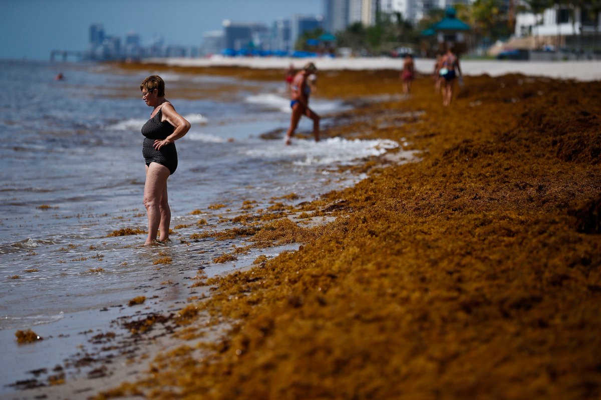If you're planning a beach vacation beware!  Research shows, seaweed mixing with plastics could provide a fertile ground for flesh-eating bacteria.
wreg.com/news/nation-an…