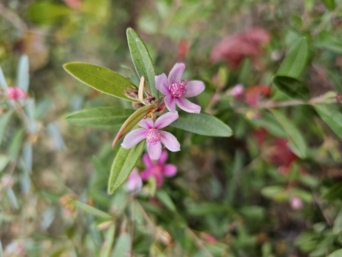 Lithomyrtus obtusa (Endl.) N.Snow &amp; Guymer
#LittoralSurvey #LittoralForests