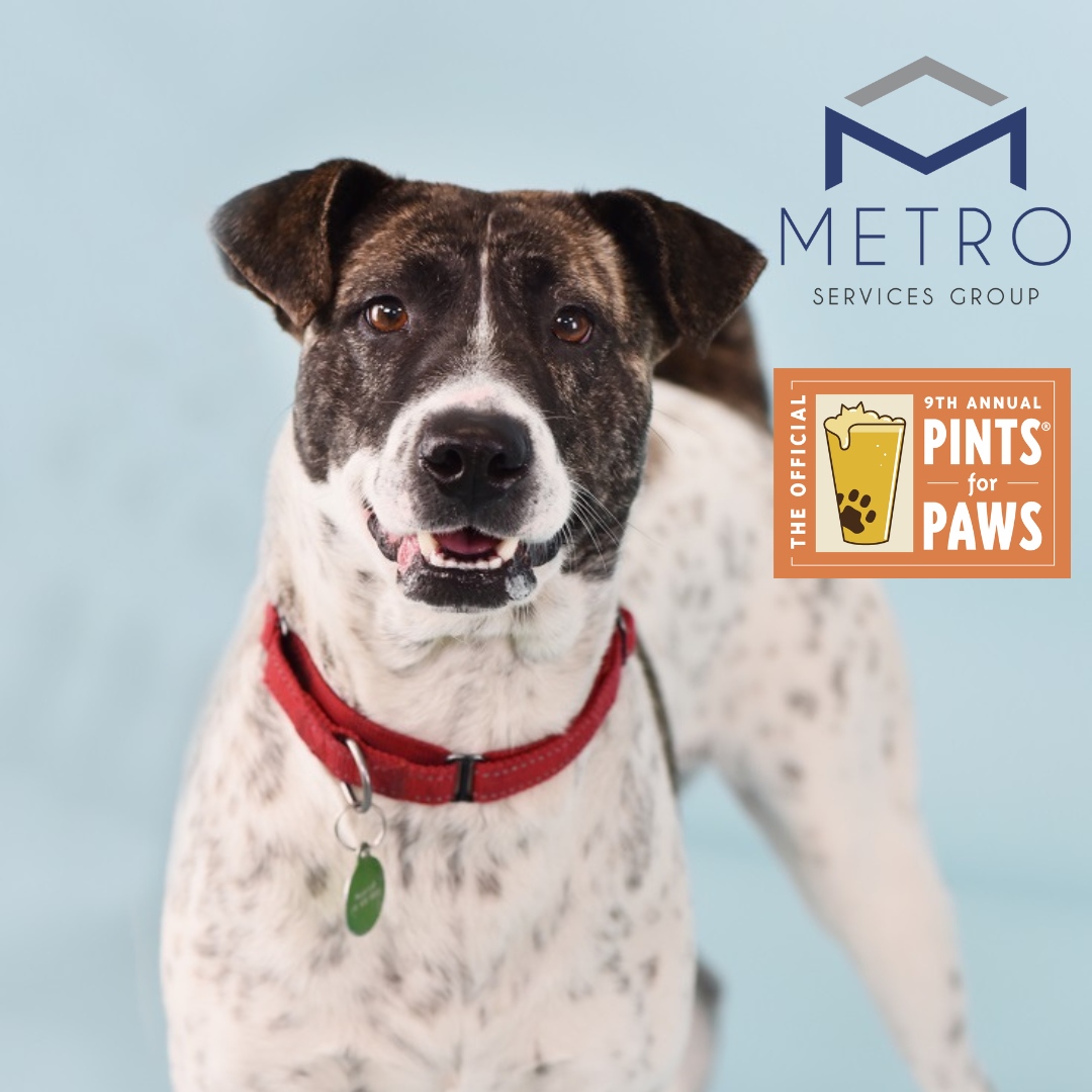 I'm Kalia! I'm a happy doggo cuz Metro Services Group sponsored Pints for Paws! Get your tickets to Pints for Paws coming up this Saturday l8r.it/kSnk #PintsForPaws #dogsandbeer #dogs #berkeley #dogfriendly #craftbeer #fundraiser #berkeleyhumane #adopt