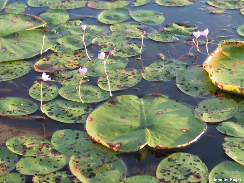 DuPageSWM's tweet photo. DuPage County is lucky to still have more than 15,000 acres of wetlands, which are critical to the health of our waterways, biodiversity and flood resiliency. SWM works tirelessly to protect and preserve these critical remaining areas.  #Americanwetlandsmonth #wetlands https://t.co/O1JwftJlbQ