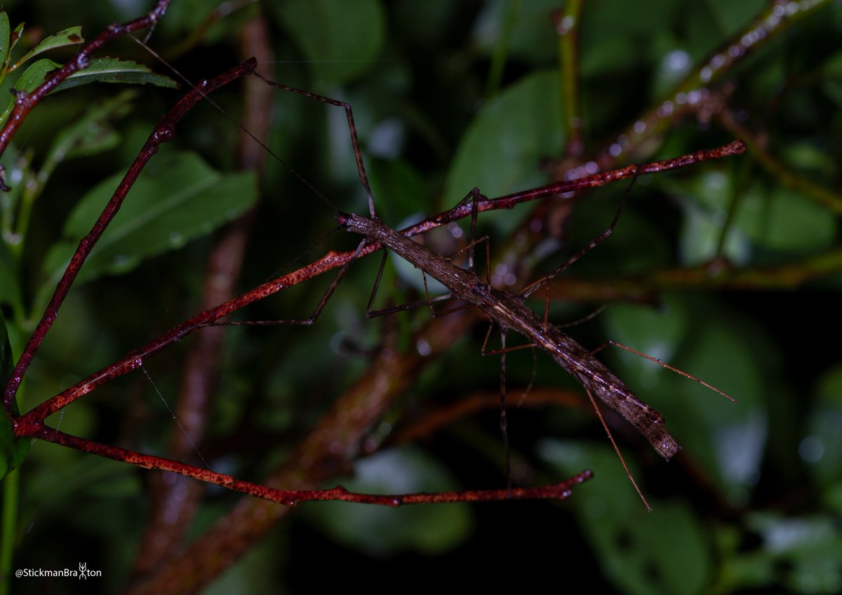 Here is a mating pair of Candovia koensi stick insects which I had the pleasure of describing last year. Notice the red mouth parts, which are used to identify this species.

#photograph #photography #getstickbugged #insect #phasmid #entomology