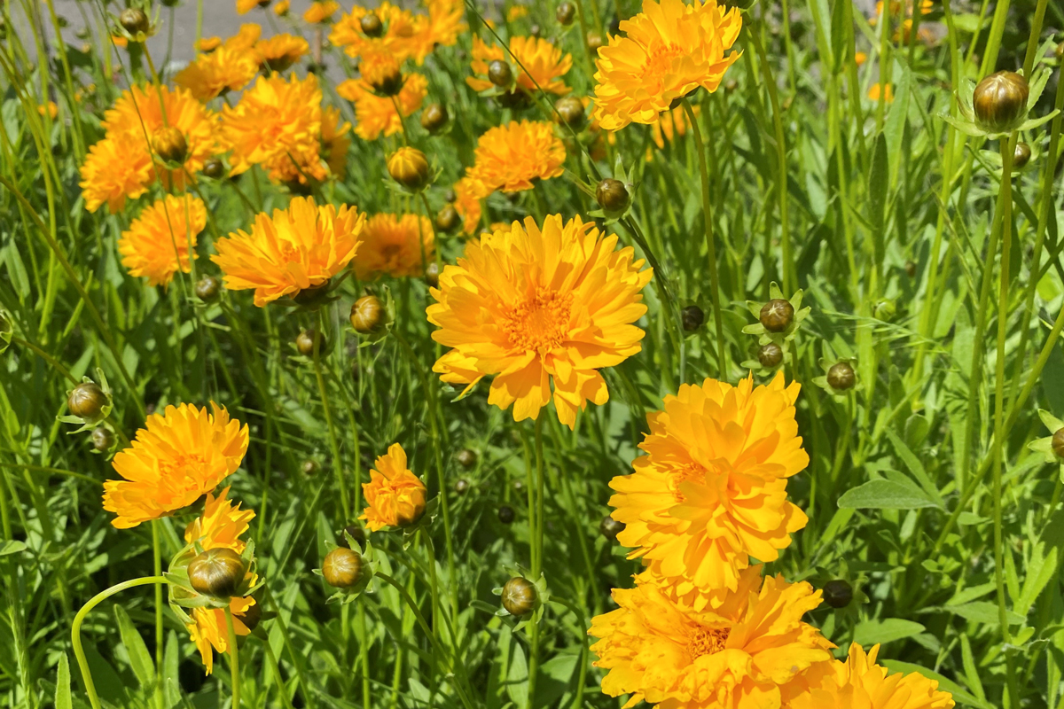 おは角で～す！
(◍˃̶ᗜ˂̶◍)ﾉ'

今朝の新潟県三条市の天気は☀️

今日から6月！🐌
6月って祝日無いんですよね…📅
なんか作った方が良くないですか？🤔

今月もよろしくお願いします🙇

#企業公式が毎朝地元の天気を言い合う
#企業公式春のフォロー祭り