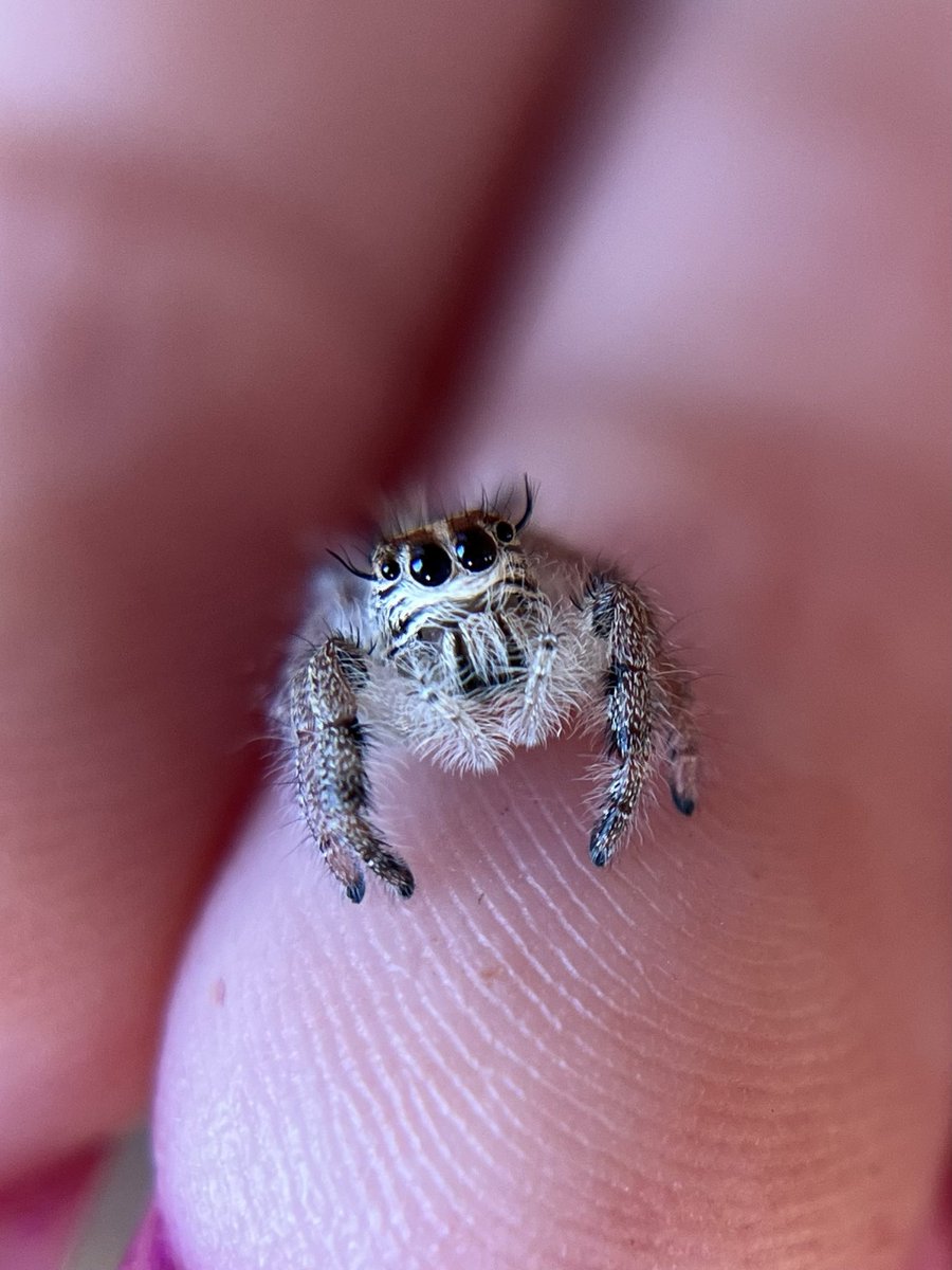 If you needed convincing that spiders can be cute,
Exhibit A: