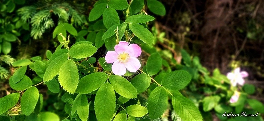AndrewMasoud2's tweet photo. #NaturePhotography #Flowers #Alberta https://t.co/NaU6W8rfJZ