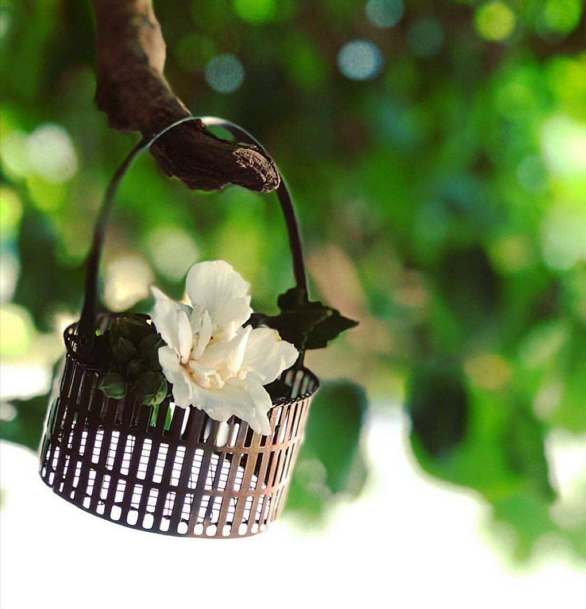 ℋ𝒜ℳ𝒮 tweet media