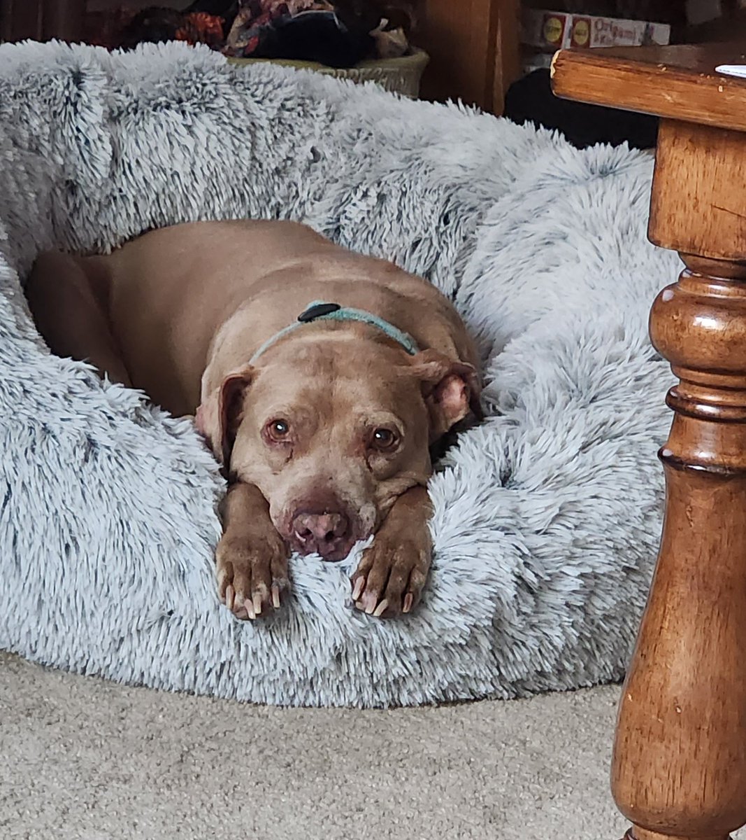 pit_trinity's tweet image. I've been released from Twitter jail and sissy (Clive's mama) figured out how to get me back on line...and I got a new bed.