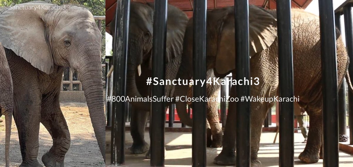 🚨TWITTER STORM ⚡️#Karachi3 & #Karachi zoo animals 🚨

#Sanctuary4Karachi3
#800AnimalsSuffer
#CloseKarachiZoo

Sheet: sites.google.com/view/sanctuary…