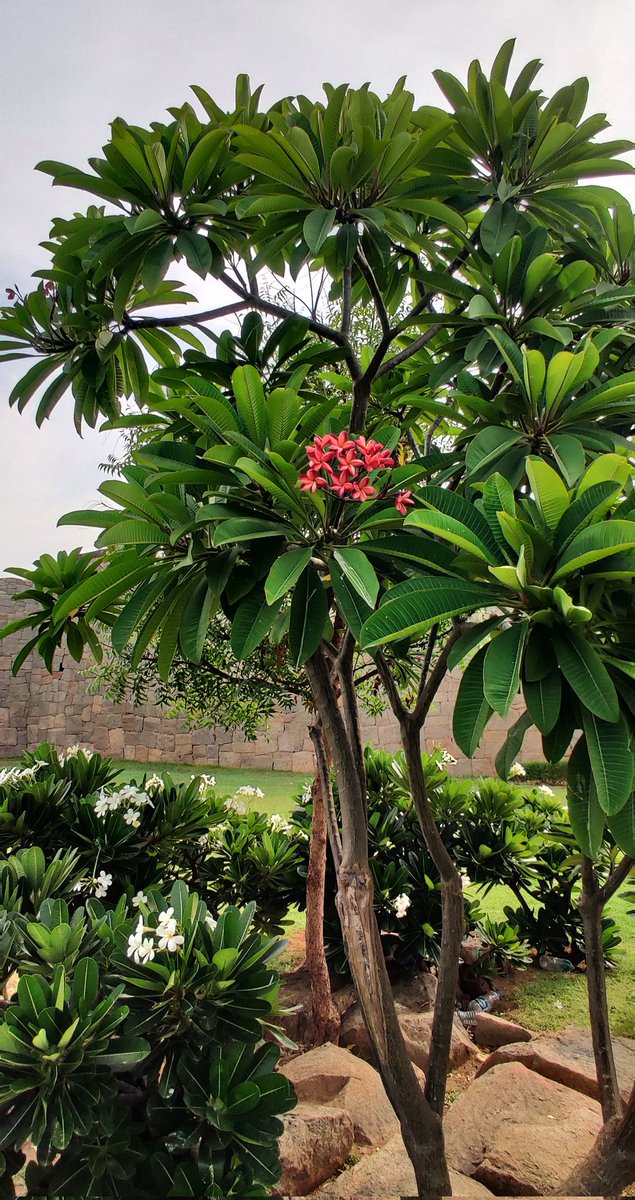 samwham6's tweet photo. #PlumeriaRubra is a deciduous plant species, a native to Latin &amp; Central America, it's been widely cultivated in subtropical &amp; tropical climates worldwide. #RedFrangipani is a popular garden plant, as well as being used in temples &amp; cemeteries. Blooms in #Hampi. https://t.co/oILER0N2rI