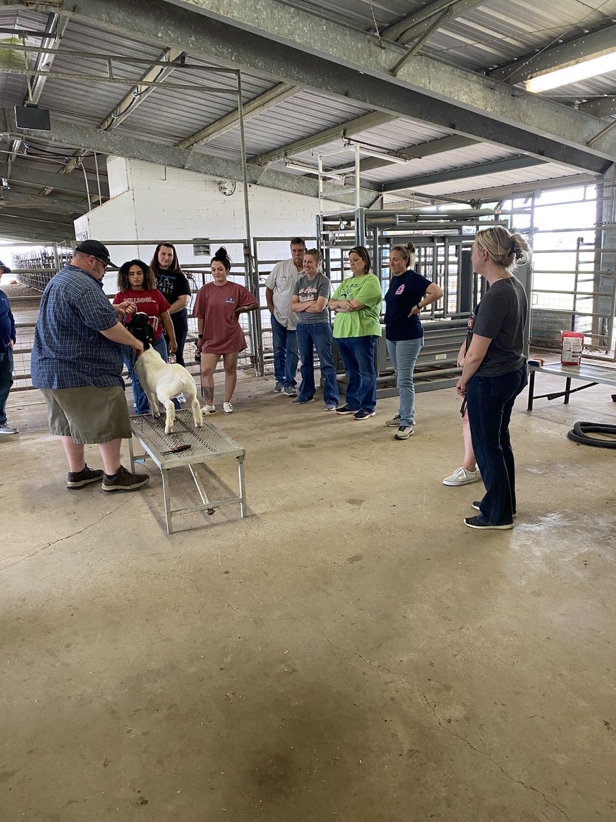 DullesFFA's tweet photo. FBISD ag teachers PD goat clinic.@FBISD_CTE @FortBendISD @ClementsFFA @TravisHSFFA @Ridgepoint_FFA @HHS_Canes https://t.co/EQXlyYp6ul
