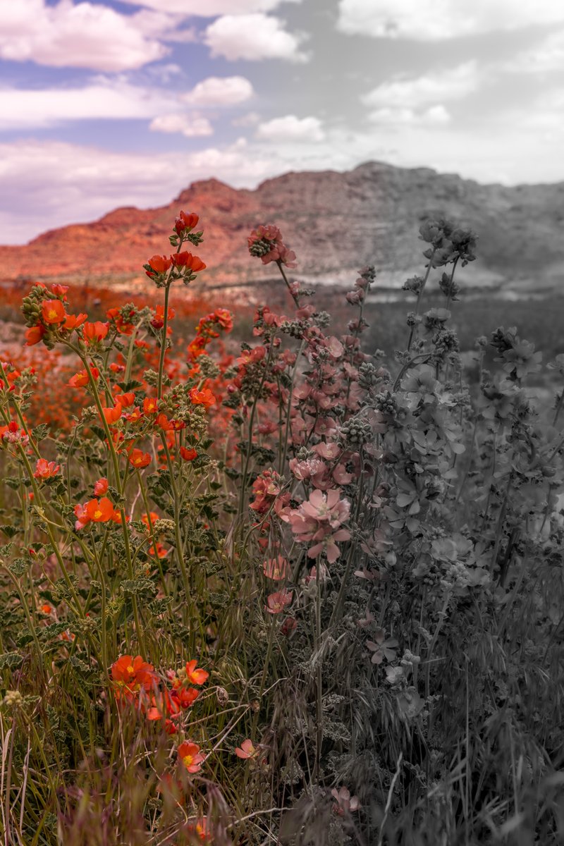 The fields of flowers in northern Arizona, all those beautiful col…

#desertflowers #flowers #desert #nature #arizona #desertlife #wildflowers #naturephotography #desertplants #flowerphotography #desertflower #desertvibes #photography #desertwildflowers #landscape