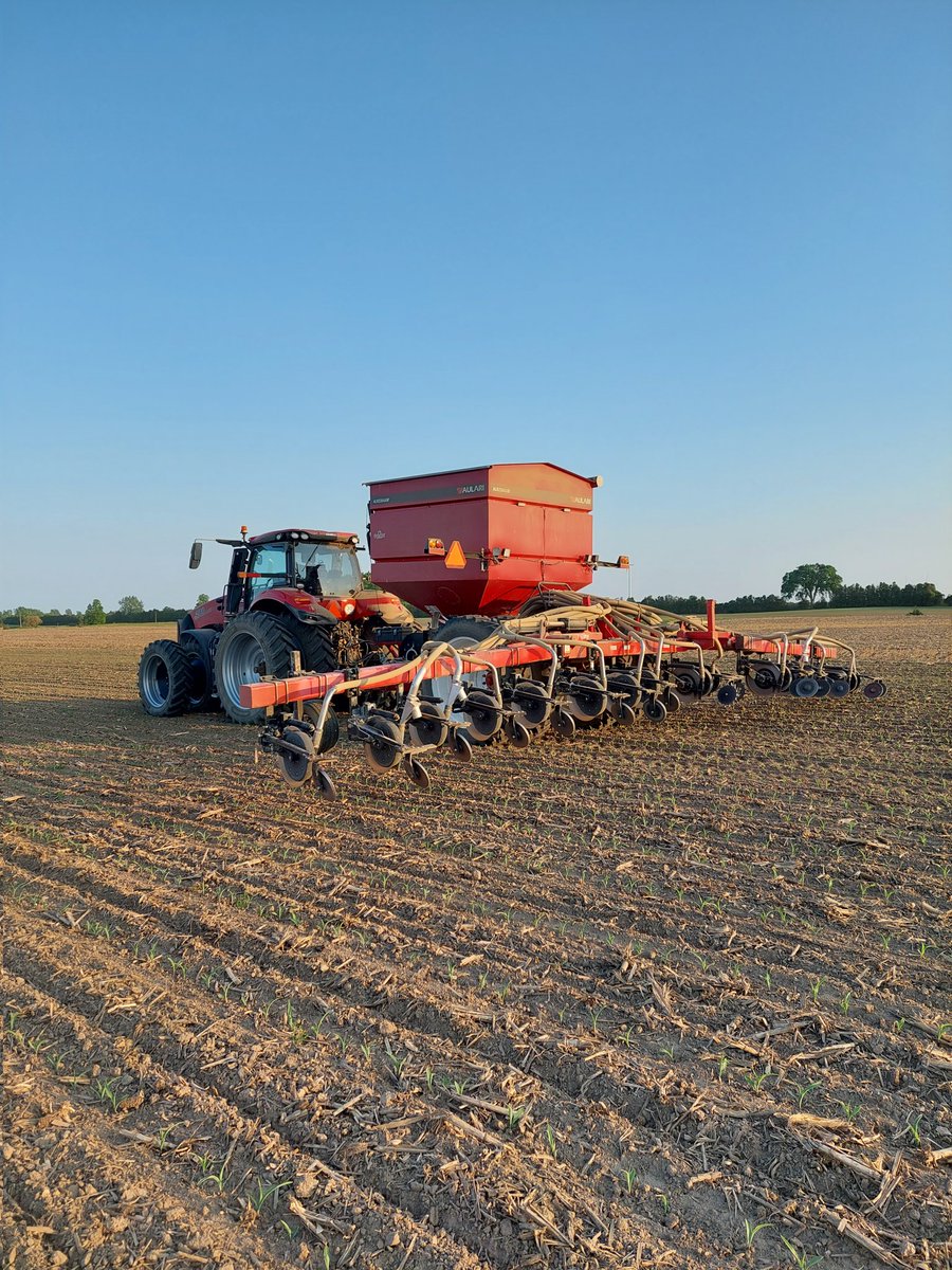 MitchpRTaggie's tweet photo. Had a good run the last week and a half. All the corn is fed. The cold PBR is gonna rain in my mouth before the rain rains on this corn, I'll tell ya that fer free. #sidedressdontcrossdress https://t.co/nR4z63QiFU
