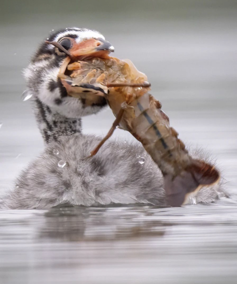 The mini Pied-billed grebe with a hearty meal.🦞
📸 Deker Nomura <a href="/lionsbrow94/">Lionsbrow94</a>

#WildlifeWednesday #PiedbilledGrebe #Birds #Wildlife