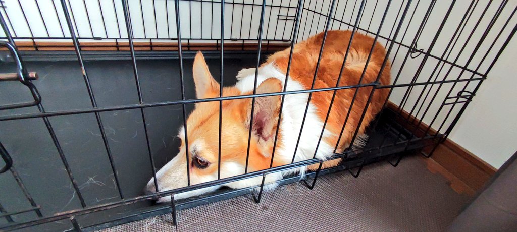 洗われてふてくされるまるお
#犬洗いの義 #コーギーのいる暮らし