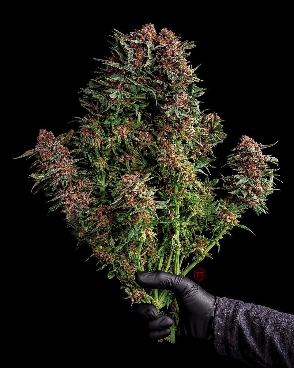 Cannabis Hub tweet media