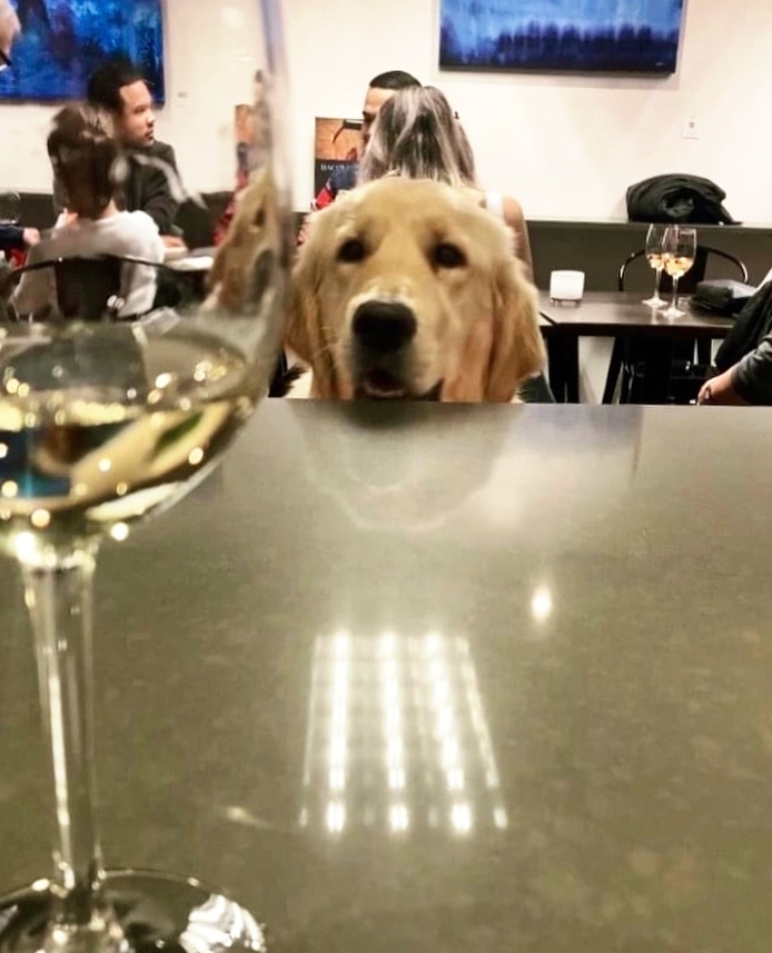 You never know who you're going to meet at our tasting rooms! 🐾⁠
⁠
#wawine 
📷️:  Bacovino Winery