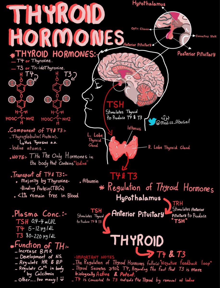 Overview of thyroid hormones.

Credits: @medics_AbuSaif

#MedTwitter