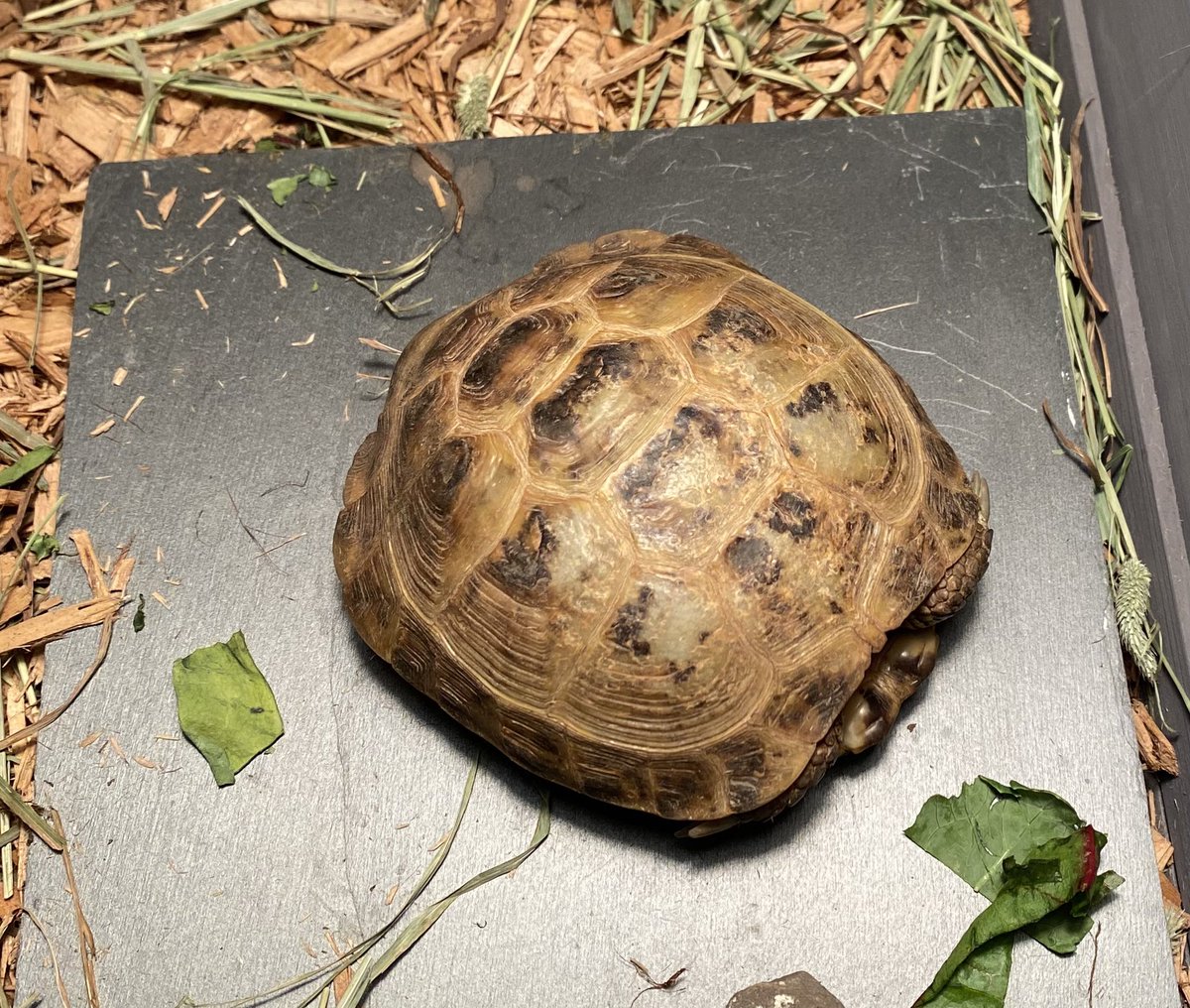 lisamillonzi's tweet photo. New addition! Meet Nathan “Nate the Great” Shelley. Like most 13 year olds, Ben loves #TedLasso and a good pun. The series has ended, but if we are lucky, Nathan Shelley (the tortoise) will outlive us all. To be clear, Nate does have a head. @nickmohammed #TedLasso https://t.co/JjrIZ4kM0K