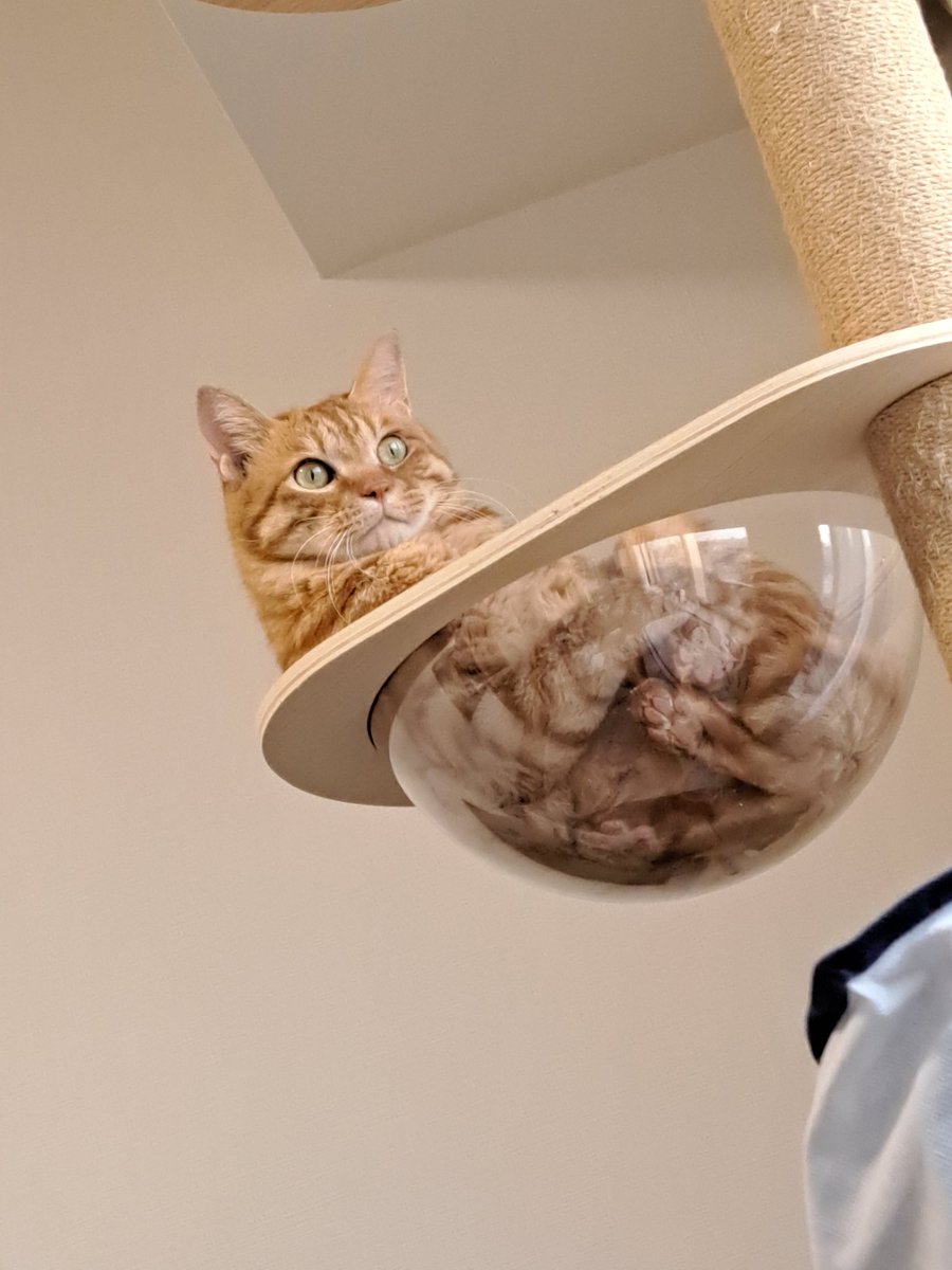 y2c2TGLldtqU3HO's tweet image. #STARTLAND #STARTPH #Panlo #KOUSEI　#ネコスタッキー　

昨日購入したスタッキー😝
嬉しくてにやにやしてます😝
今朝4時の、我が家のネコスタッキーとともに❣️❣️❣️