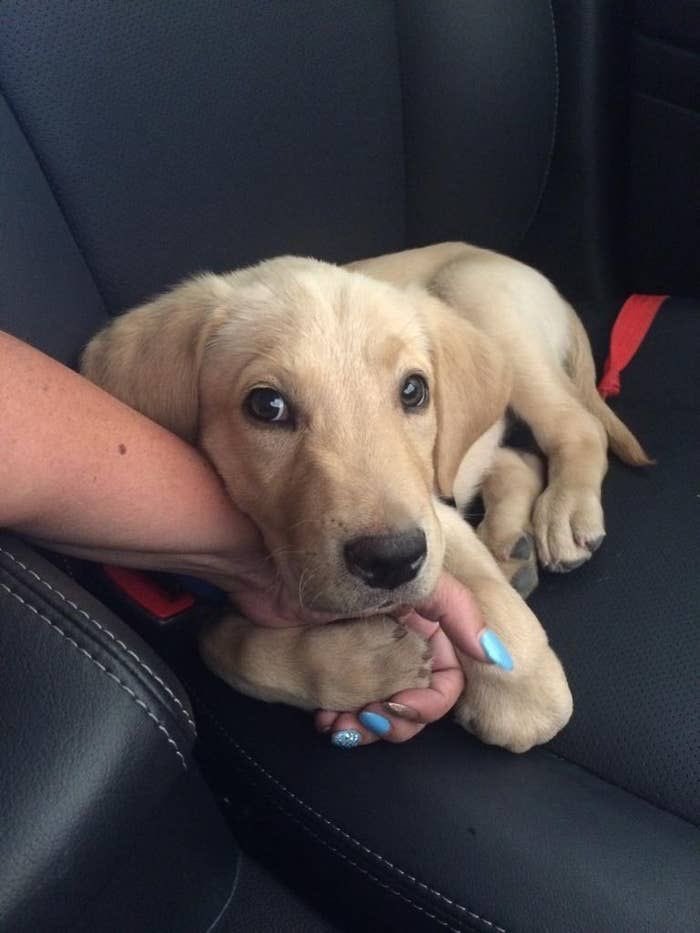 💖 (@twaniimals) on Twitter photo 