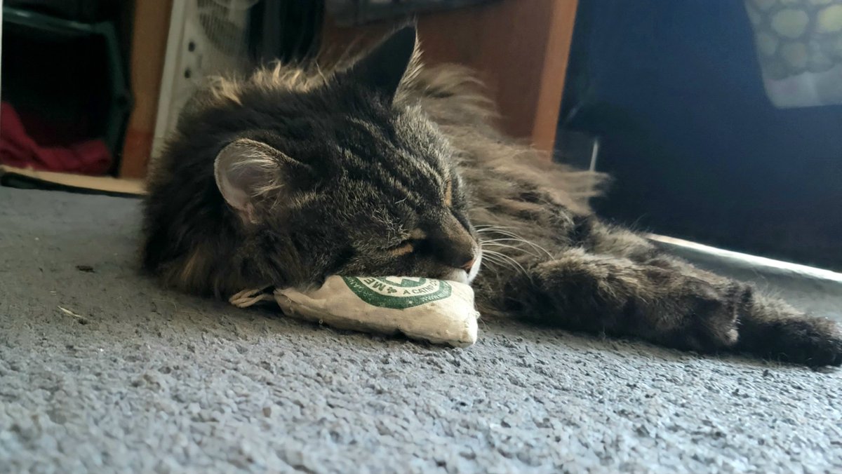 She was sleeping on her catnip bag.  😻
#CatsOfTwitter
