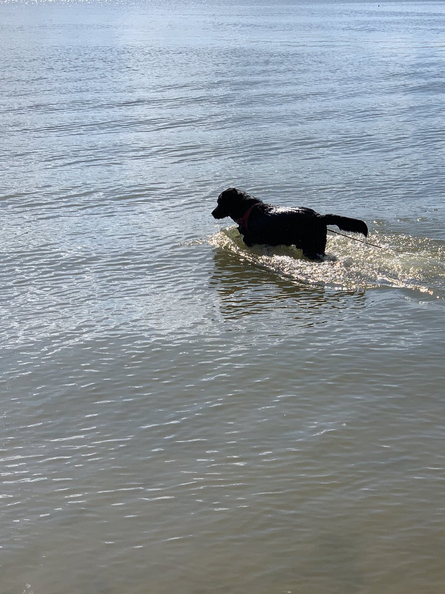 Bad news from my Doc- I have a medicine resistant infection in my ears &amp; my doc told pops no swimming for 2 weeks minimum. Stronger medicine and an oral antibiotic. At least I get it in a treat. Guess dogpark only for a while 🐶