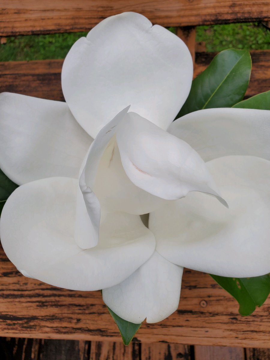 libbyrn's tweet photo. A Cut Southern #Magnolia bloom from Sister's yard. ❤️ https://t.co/Rq6YrNR7uf