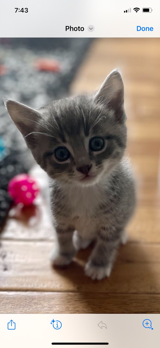 hungrystewie's tweet photo. @lolo_dizzle Yeah. I found out after I picked it that any female kitten is called a "molly" too! I'm so happy I came up with it cause she is a 'darlin. https://t.co/5sg3cGduNx