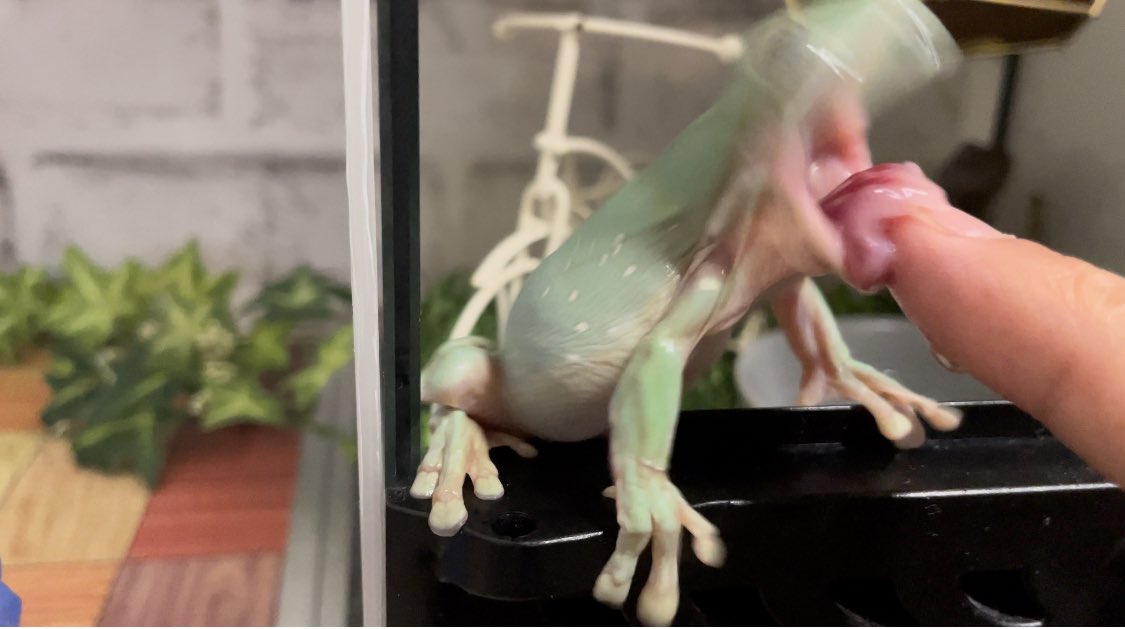 いただきます🐸

Frogs eating fingers🐸.

#イエアメガエル #frogs