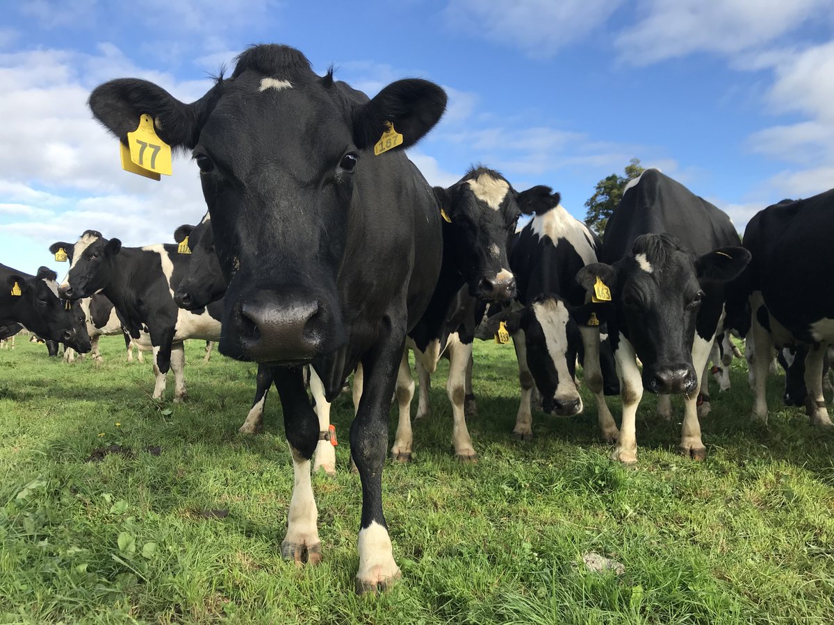 ENJOY YOUR MILK TODAY FOR WORLD MILK DAY and celebrate the farmers that work hard to bring this nutritious product to people around the world!! Thank you #dairy #milk #dairyfarming