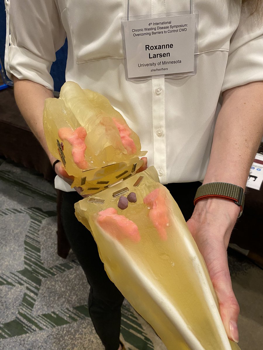 Lindsay Thomas Jr. (@lindsaythomasjr) on Twitter photo I can testify, it’s difficult to illustrate lymph node removal (for CWD testing) with photo or video of a real deer . @roxy_larsen of <a href="/UMN_MNPRO/">Minnesota Center for Prion Research & Outreach</a> holds a 3-D printed plastic deer head showing where to cut and how to find the nodes without grabbing the saliva glands by mistake. I can testify, it’s difficult to illustrate lymph node removal (for CWD testing) with photo or video of a real deer . @roxy_larsen of <a href="/UMN_MNPRO/">Minnesota Center for Prion Research & Outreach</a> holds a 3-D printed plastic deer head showing where to cut and how to find the nodes without grabbing the saliva glands by mistake.
