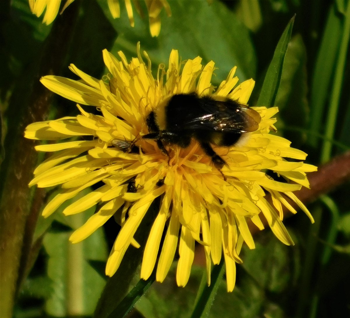 One spring day
where you
imbue
A deep breath
with calming
view

Seems faraway
on sunny
hill
Of dandelion
or
daffodil

Nectar of 
a honey
clock
Drizzles tick to
sweetest
tock

Is #bittersweet 
the price to
pay
For light which 
blooms along
the way?

(my 📷) #vss365 #Poetry