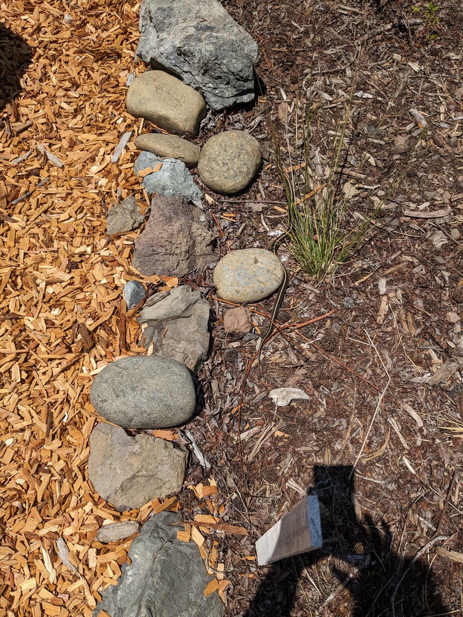 This garter snake joined our garden class today. So exciting to see success in our habitat garden! #UELFGarden #OceanGuardianSchool <a href="/UELF_PTA/">UELF PTA</a> <a href="/UELFSEAWOLVES1/">UELFSEAWOLVES</a> <a href="/livingschoolyrd/">Green Schoolyards America</a> @schoolgardens <a href="/Afro_Herper/">Dr. Earyn McGee, Lizard lassoer 🦎</a> <a href="/WholeKidsFnd/">Whole Kids</a> <a href="/NOAA/">NOAA</a> <a href="/CAEOE/">JLS</a> <a href="/LagunaFnd/">Laguna Foundation</a> <a href="/xercessociety/">The Xerces Society</a> <a href="/SSUCEI/">SSUCEI</a> <a href="/frankie_kellogg/">Frankie Kellogg</a>