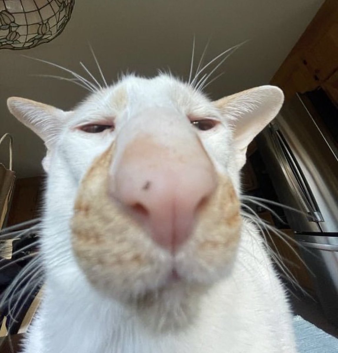 <a href="/jahreindota/">Jahrein</a> Böyük oyun yeen. Seçim olduğu içün gılışdarın oyları bölündü. Bu işte bir gahbelik var