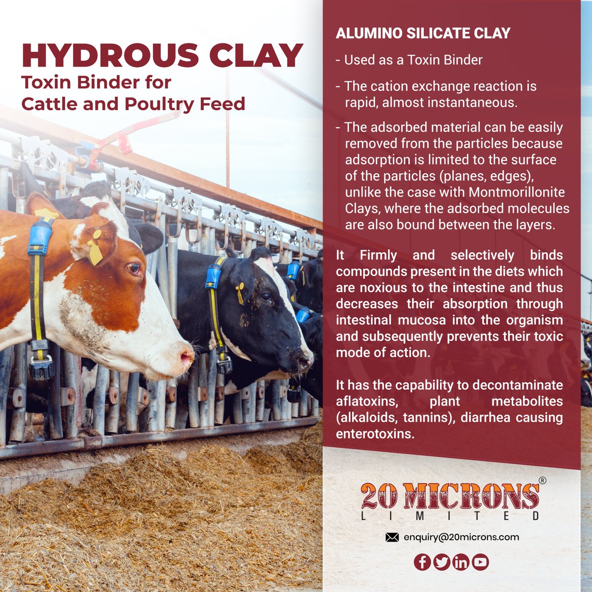 Hydrous Clay Toxin Binder for Cattle and Poultry Feed. It has the capability to decontaminate aflatoxins, plant metabolites (alkaloids, tannins), diarrhea causing enterotoxins. Visit: 20microns.com
#HydrousClay #ToxinBinder #AluminoSilicateClay #CattleFeed #PoultryFeed