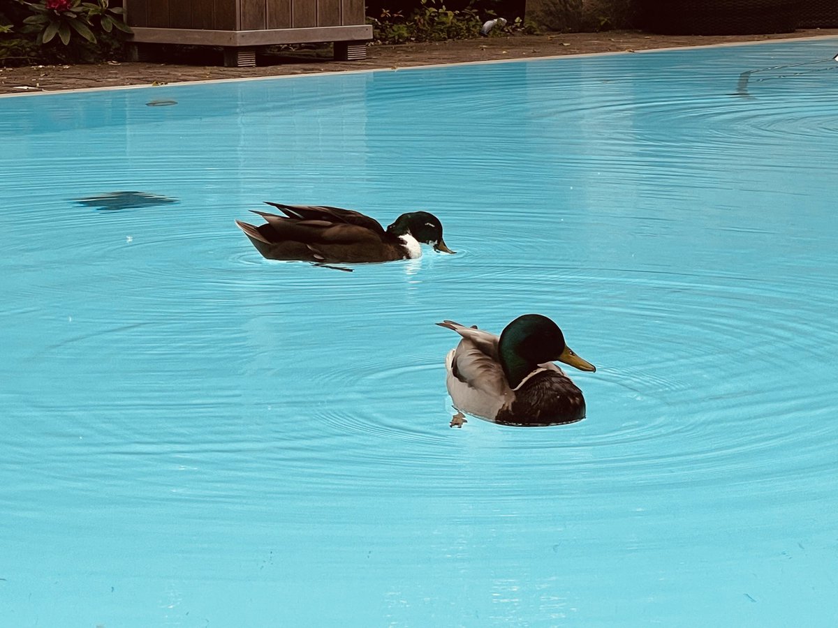 Sachen gibt’s: #Enten im Hotelpool😂 Ich wünsche allen einen angenehmen Tag☀️🍀