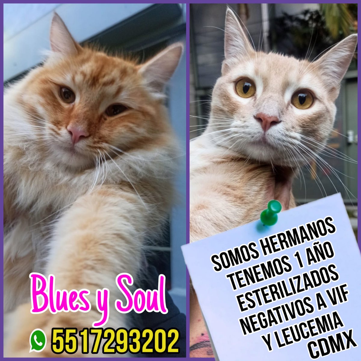 isoldasautto's tweet photo. Está de más decir que los gatos están muy estresados ahorita, están esperando un nuevo hogar a dónde en serio se tienen que ir JUNTOS. Ya fueron muchos cambios para ellos https://t.co/sofvuiOf7e