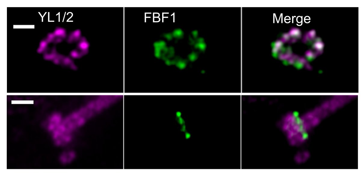 These are a few of our favourite things: flagella and basal bodies! Our light microscopes shinning some light into the issue of how centrioles dock and elongate into flagella and cilia. @obu_bms doi.org/10.1101/2023.0…