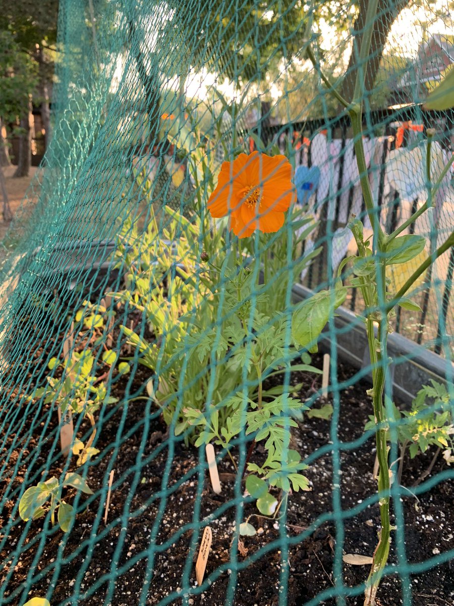 First bloom in our Orange Memorial Garden 🧡Just in time to launch Indigenous History Month @tdsb @HowardJrPS @DebbieDonsky @DebbieKingPHP