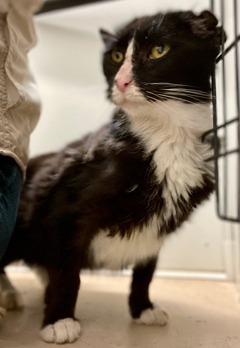 Trying to get Lulu's appetite up, but she'll only eat Weruva! It's not in a shelter budget. If anyone is able to donate, visit ChewyWishList We sincerely thank you❤️#adoptdontshop #cats #pets #virginia #pursday #thursday #cat chewy.com/g/rappcats_b80…