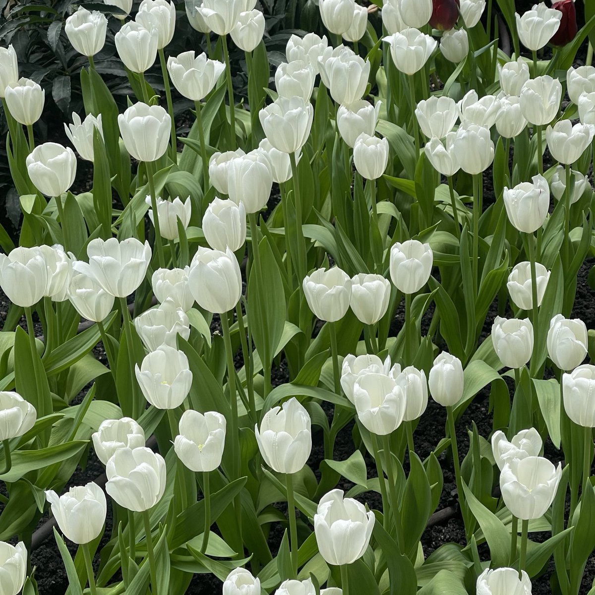sfkkfs_'s tweet photo. เป็นเดือนที่สดใสนะ ✨🌷 
ขอให้เป็นตัวเองในแบบที่ชอบทุกวัน , https://t.co/CxKKyi3JqG