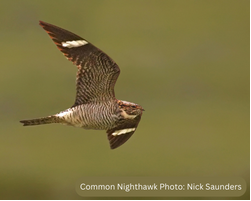Participate in the Nationwide Canadian Nightjar Survey
Whether you’re new to Citizen Science or are an avid surveyor, participating in the Canadian Nightjar Survey helps collect data on three species of Nightjars in Canada.birdscanada.org/volunteers-nee…