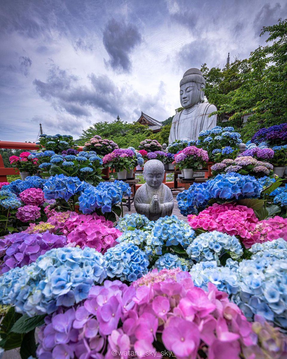 The grounds of #Nara’s Tsubosakadera Temple are revered for their beauty, particularly during sakura season & in autumn when the leaves are changing. Don’t sleep on the temple during early summer, though – it’s stunning when the #hydrangeas bloom!

📷: @wataru_sky_sky_ on IG